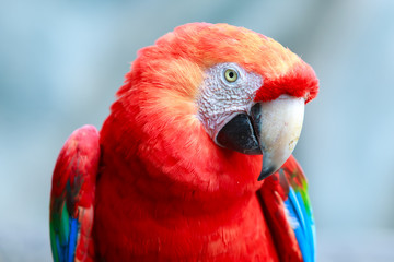A vibrant scarlet macaw with a colorful face perched in the lush forest of Peru, Nicaragua, Panama or Brazil. A beautiful pet bird from the Ara family.