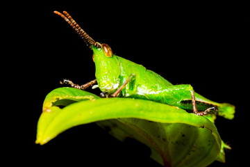 Vibrant green small grasshopper perched gracefully on a lush leaf,showcasing the beauty of nature's tiny wonders.