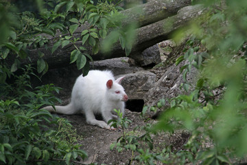 Albino-Känguru