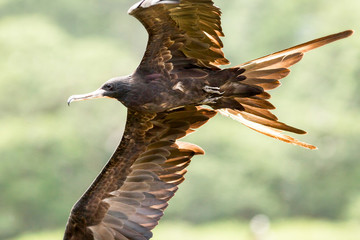 Stunning closeup of a frigate bird in flight,capturing its majestic beauty from a short range perspective. #FrigateBird #Closeup #Flight