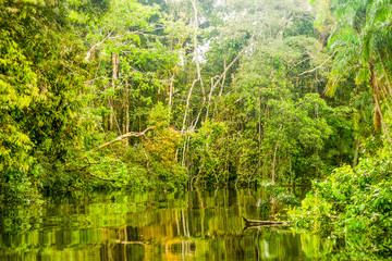 Fototapeta na wymiar ordinary amazonian vegetation in ecuadorian first timber wild animal canopi river shrub timber vegetation nature outdoor expedition waterway rainforest ecuador forest outdoors landscape forestry huge