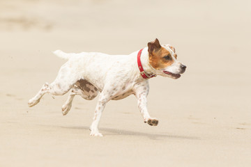 Watch as a joyful canine sprints freely along the sandy shores,radiating pure happiness and energy.