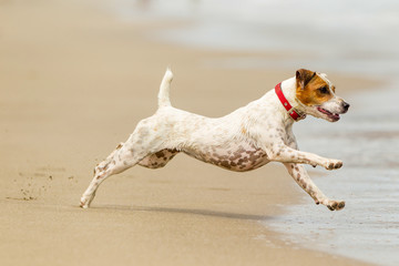 A Jack Russell Terrier running happily on the beach, embodying a healthy and active lifestyle with its energetic sprint.