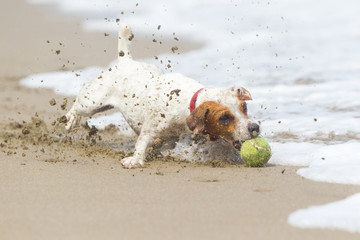 A lively Jack Russell terrier races across the sandy beach, chasing after a ball with impressive...