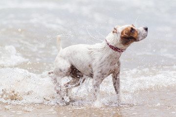 Happy dog playing joyfully in the refreshing ocean waves,experiencing pure bliss and creating unforgettable memories.