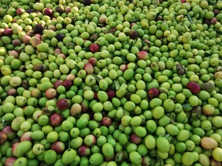 Olive verdi, Sicilia