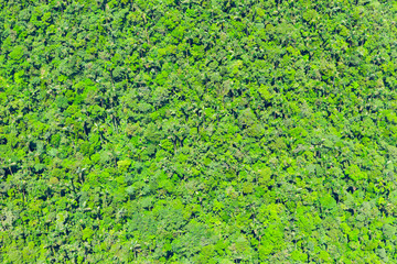 Andean Rainforest Aerial Shot