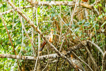 Discover the unique and fascinating Hoatzin bird,found in the breathtaking Cuyabeno National Park in Ecuador,offering an unforgettable wildlife experience.