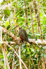 The Hoatzin bird observed in its natural habitat within Cuyabeno National Park Ecuador exemplifies the unique avian biodiversity of the region