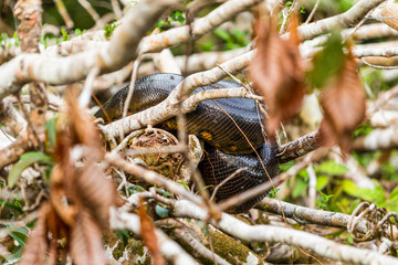 Experience the thrill of spotting a majestic anaconda snake resting on branches in Cuyabeno National Park,Ecuador,captured in a stunning medium shot.