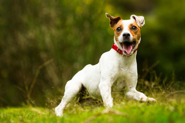 A colorful Parson Russell dog named Jack levitates towards the camera while playing and running on...