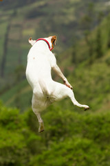The dog engaging in a high jump exhibits this behavior as a strategy to extend its visual range demonstrating adaptive behavior to enhance environmental perception - obrazy, fototapety, plakaty