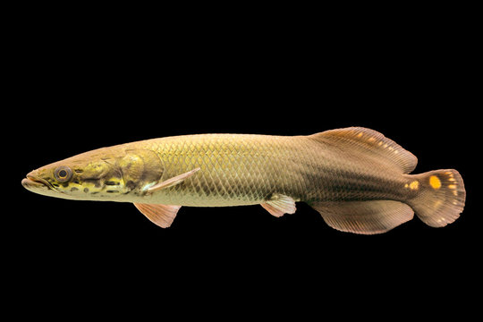 Fototapeta A majestic Arapaima, also known as Pirarucu or Paiche, swimming gracefully in an isolated aquarium. The giant giga fish is a stunning animal.