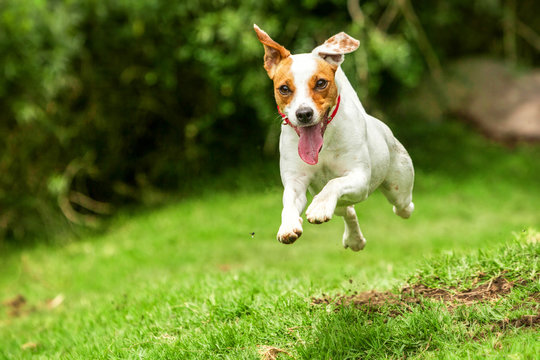 A happy Jack Russell terrier running towards the camera, jumping with excitement, with a big smile on its face.