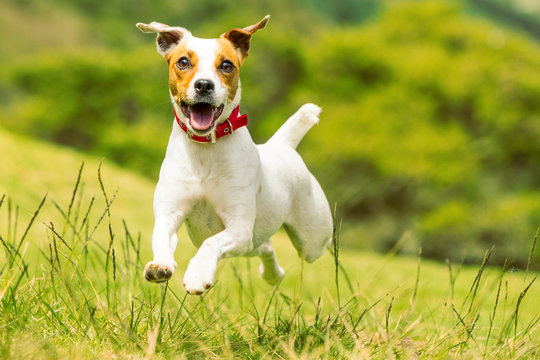 cheerful dog racing to the camera low angle high velocity shot dog cheerful run play russel jump cute jack brown animal pet wolf white summertime collect scenery hound outside race pasture toward fac