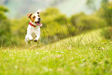 A small Jack Russel dog happily jumps and runs on the grass, playing outdoors in nature with a low-angle view.