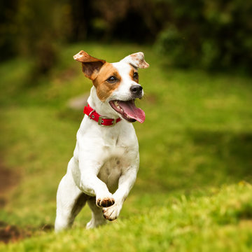 A joyful Jack Russell terrier leaps through high grass, camera capturing the action, as it happily runs towards its destination.