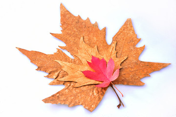 sonbahar yaprakları kızıl tonlar