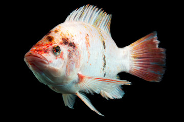 High quality studio aquarium shot capturing the vibrant colors and unique features of a red tilapia fish isolated against a black background