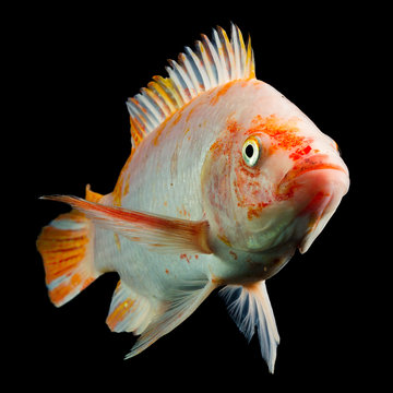 Aquaponics Fish Freshwater High Quality Shot Of Red Tilapia Fish Underwater Studio Aquarium Shot Isolated On Black Aquaponics Fish Freshwater Wildlife Tilapia Animal Water White Earth Swim Community