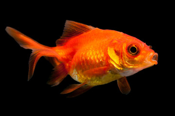 Fototapeta premium A common goldfish swimming in a bowl, its scales shimmering in the golden light.