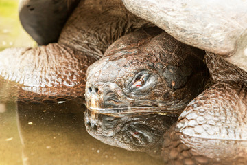 Submerged Galapagos turtle captured in a captivating low angle view showcasing the stunning beauty of these iconic creatures in their natural underwater environment