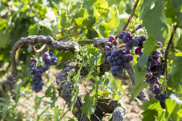 Bunches of wine grapes hanging on the wine