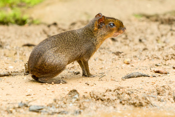 Spotting the Central American Agouti also known as Guatusa in South America provides valuable insights into its distribution and ecological role across the continent