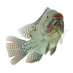 High quality profile shot of a Mozambique tilapia,isolated on a white background,perfect for fish...