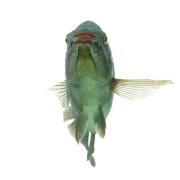 Mozambique tilapia strikes a comical pose in a professional studio aquarium,captured in a captivating isolated shot against a white background.