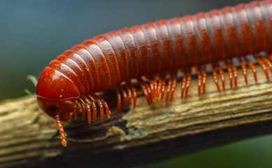 the millipede walking