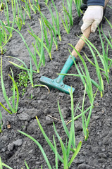 raking of garlic plantation