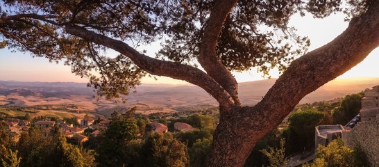 Fototapeta na wymiar albero al tramonto con vista sulla collina 