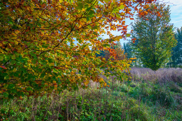 Fototapeta premium Beech tree in a field in autumn colors
