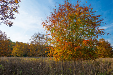 Beech tree in a field in autumn colors