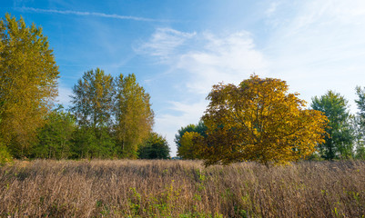 Trees in a field in autumn colors