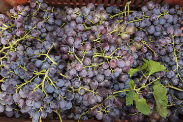 Basket of red grapes in the vineyards during the grape harvest.