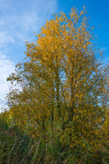 Tree along a canal in autumn colors