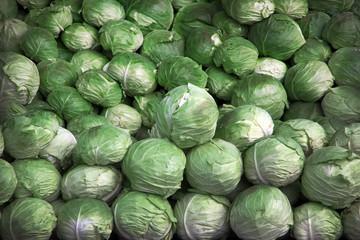 Fototapeta na wymiar organic cabbage