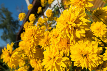 Yellow flowers in front of  village house