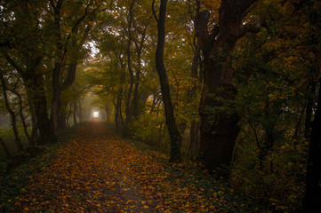 Obraz premium Nebel im Feenwald