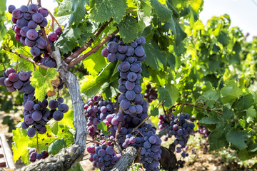Bunches of wine grapes hanging on the wine