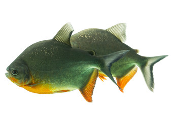 Tambaqui fish pair showcased in a captivating composition isolated against a white background in a studio aquarium shot with a shallow depth of field optimized