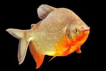 A vibrant school of live pacu and tambaqui fish swimming gracefully in the crystal-clear waters of the Amazon River.