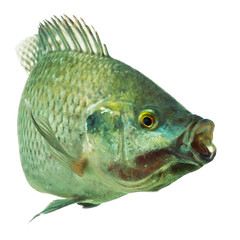 High quality studio photograph of Mozambique Tilapia ,a popular aquarium fish,isolated on a white...