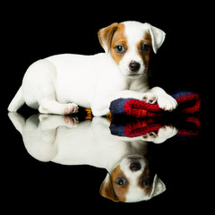Discover the infectious joy of an 8 week old Parson Russell Terrier puppy captured in a captivating...
