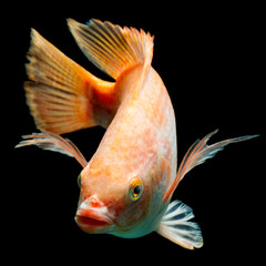 Stunning studio shot of Nile or Red Tilapia isolated in a black aquarium,perfect for fish...