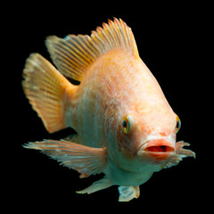 Stunning studio shot of Nile or Red Tilapia isolated in a black aquarium,perfect for fish enthusiasts and aquarists.