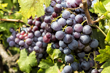 Bunches of wine grapes hanging on the wine