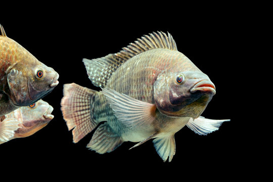Fototapeta A live Oreochromis tilapia swimming in an isolated tank, part of aquaculture in Mozambique. The black cichlid species is vibrant and active.